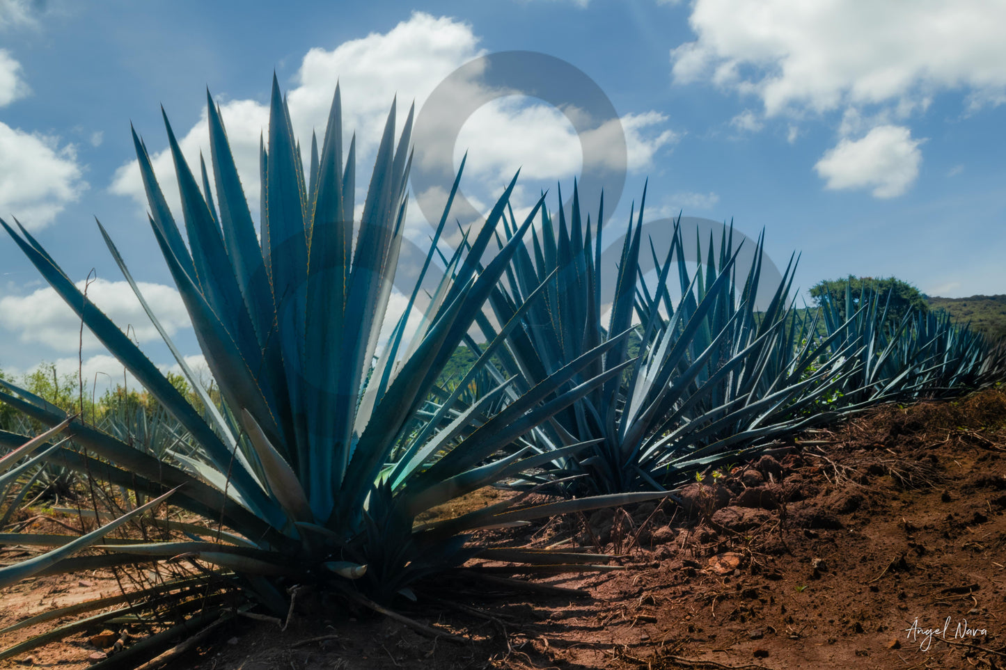 N111 Agaves azules