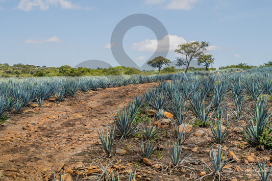 N112 Camino entre agaves