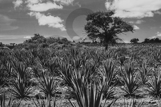 N113 Campo de agaves tequileros